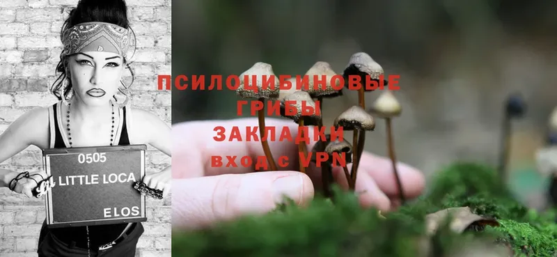 Галлюциногенные грибы Cubensis  это наркотические препараты  Ужур 